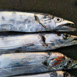 阿南市の那賀川河口テンヤでタチウオ