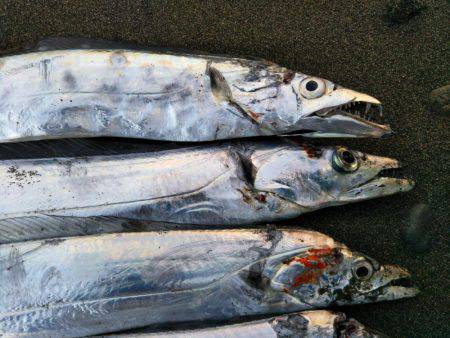 阿南市の那賀川河口テンヤでタチウオ