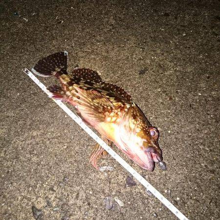 いつもより大きめ？