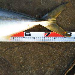 徳島県阿南市の那賀川河口、ブリ＆タチウオ