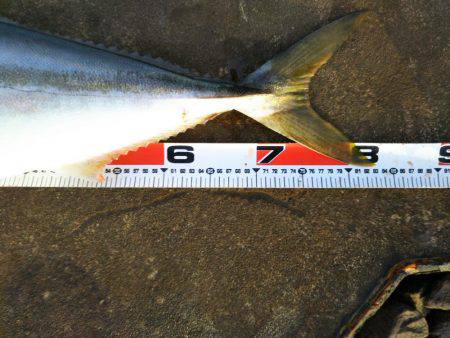 徳島県阿南市の那賀川河口、ブリ＆タチウオ