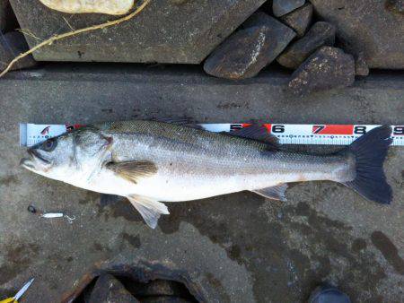 阿南市の那賀川河口でブリ＆タチウオ