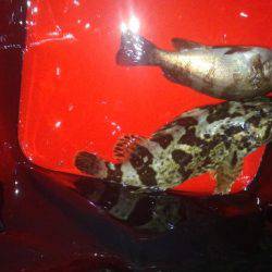 アジング&ショアジギ