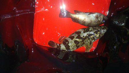 アジング&ショアジギ