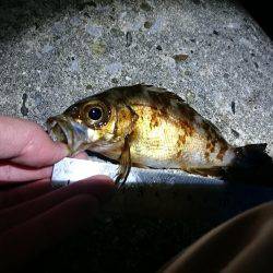 外側大荒れ小物狙いでガマン…