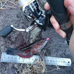 【西大分赤灯台】漁港内側を探り探り、地合を見極めに。