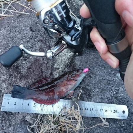 【西大分赤灯台】漁港内側を探り探り、地合を見極めに。