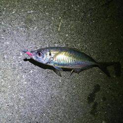 アジはまだいるのかな？