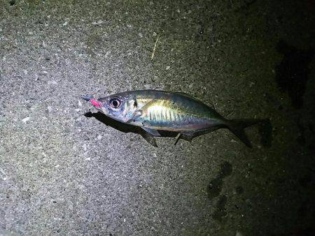 アジはまだいるのかな？