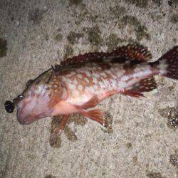 チニング&アジング