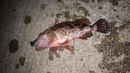 チニング&アジング