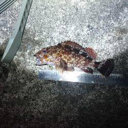 早起きしたから6時~8時でロックフイッシュ