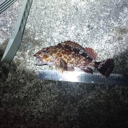 早起きしたから6時~8時でロックフイッシュ