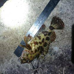 アジ狙いで行くも撃沈(21時~22時半 西大分赤灯台)