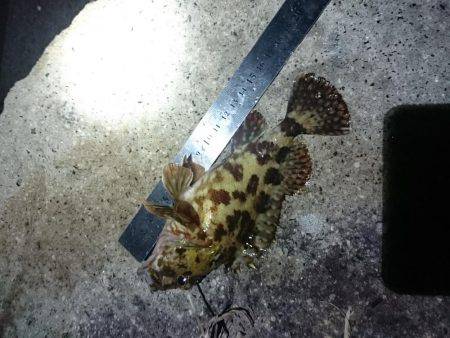 アジ狙いで行くも撃沈(21時~22時半 西大分赤灯台)