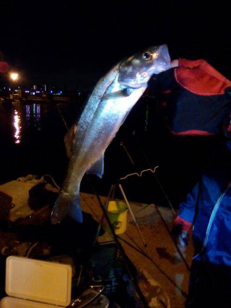 カレイが釣れました