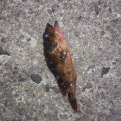 全然だめです。