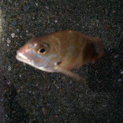 播磨新島で投げ釣り