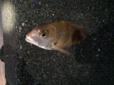 播磨新島で投げ釣り