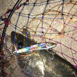 神戸港マイワシパターンのシーバス