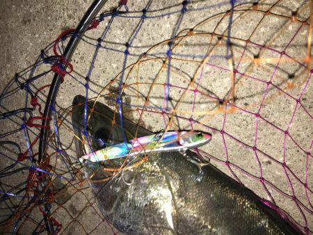 神戸港マイワシパターンのシーバス