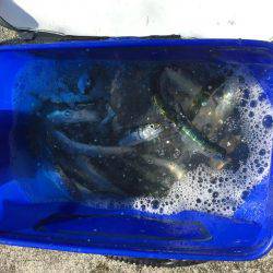 色々釣れました