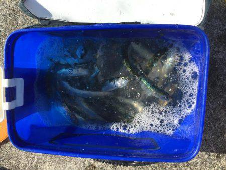 色々釣れました