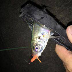 ジャンボアジを求めて