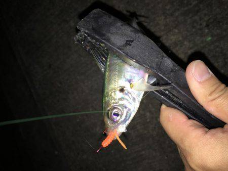 ジャンボアジを求めて