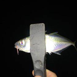 一投一匹で釣れ続きました