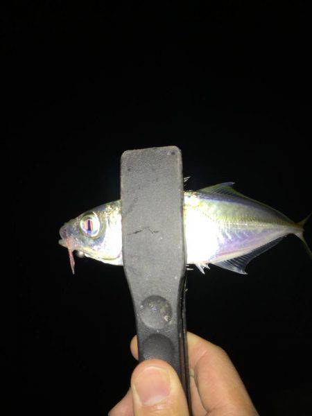 一投一匹で釣れ続きました