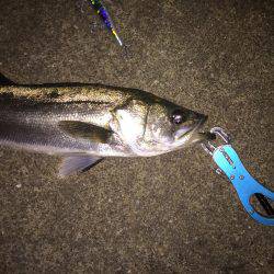 マイワシパターンのシーバス