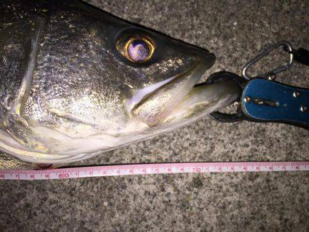 年末マイワシパターン炸裂