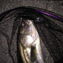 シーバス釣り納め