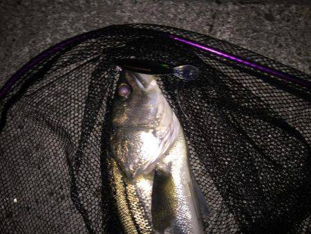 シーバス釣り納め