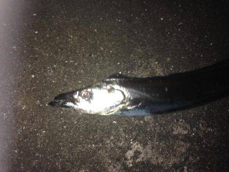 タチウオのみー