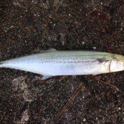 タチいちサゴに