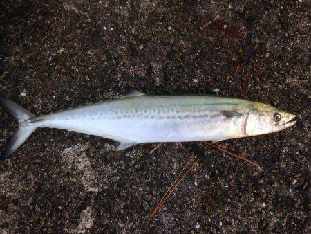 タチいちサゴに