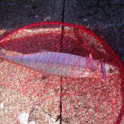 タチいちサゴいち