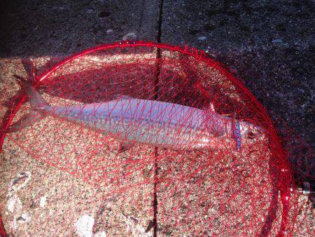 タチいちサゴいち