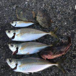 ハゲはダメでしたがー！