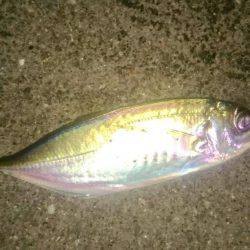 仕事前の朝まずめアジング