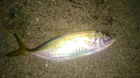 仕事前の朝まずめアジング