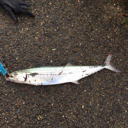 アオリとサゴシ