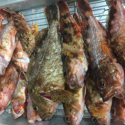 今年最後にビッグなガシラが釣れました