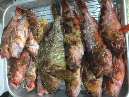 今年最後にビッグなガシラが釣れました