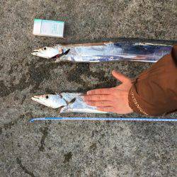 ドラゴン警報発令