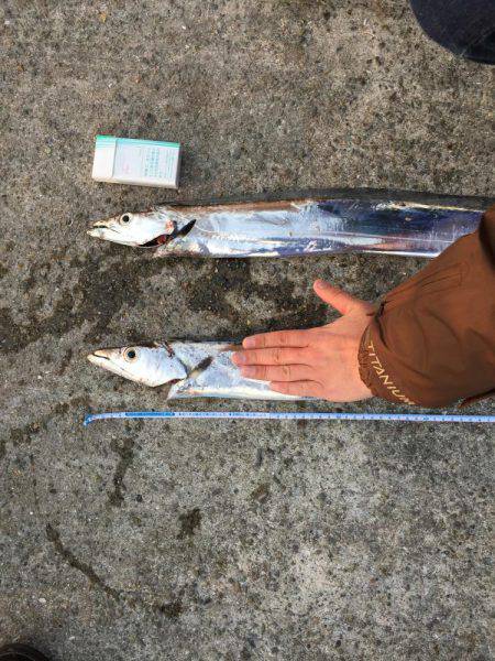 ドラゴン警報発令