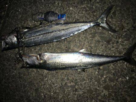 サゴシが釣れました