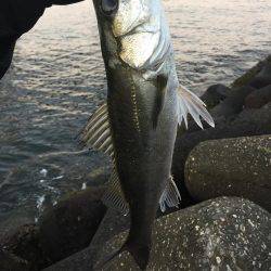 太刀魚釣りたい